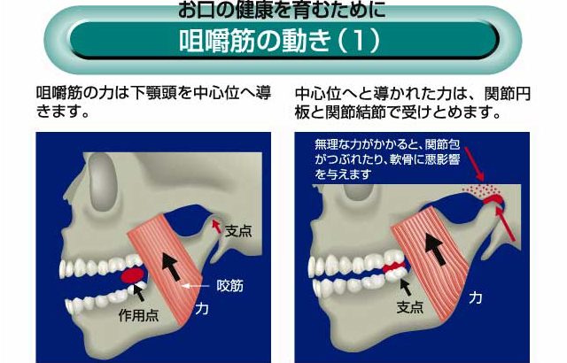 咀嚼筋の動き(1)