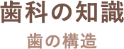 歯科の知識 歯の構造