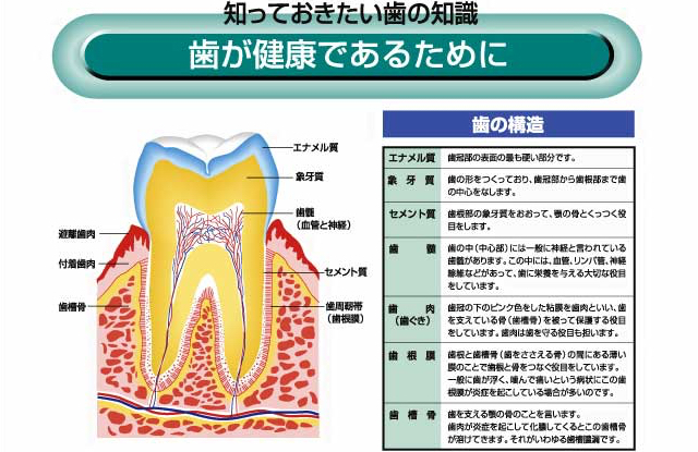 歯が健康であるために