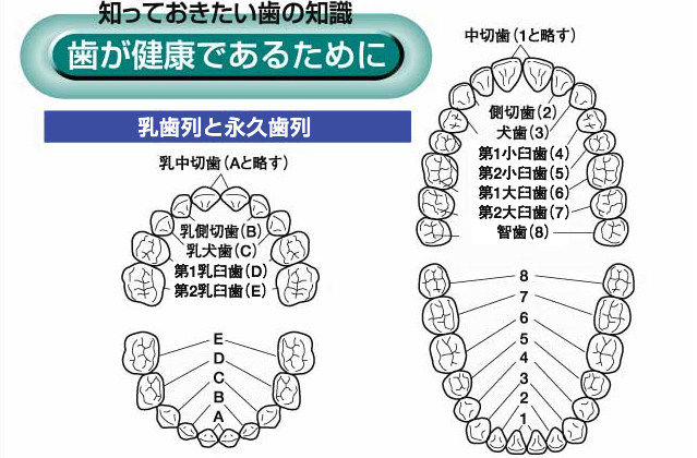 歯が健康であるために